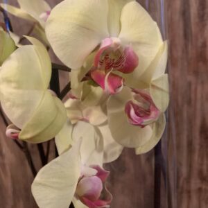Phalaenopsis orchidea / Lepkeorchidea