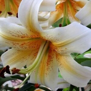 Lilies 'Mister Cas' / Liliom