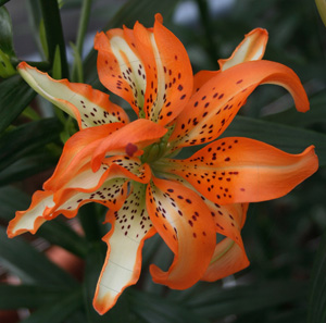 Lilies 'Must See' / Liliom