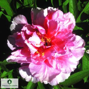 Paeonia suffruticosa ‘Baronne d’Ales’ / Fásszárú bazsarózsa