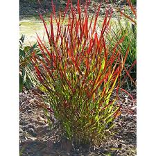 Panicum virgatum 'Sangria' / Rózsaköles