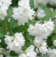 Philadelphus 'Schneesturm' / Teltvirágú jezsámen