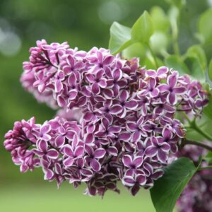 Syringa vulgaris 'Sensation' / Tarka színű orgona
