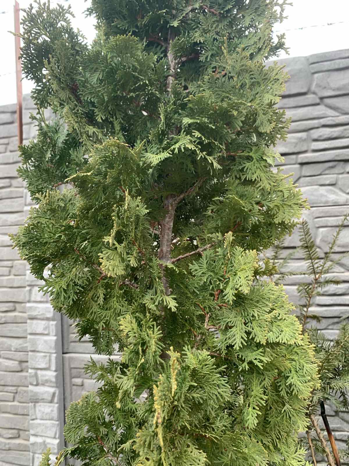 Thuja occidentalis 'Csiszár Spiralis' / Spiráltuja