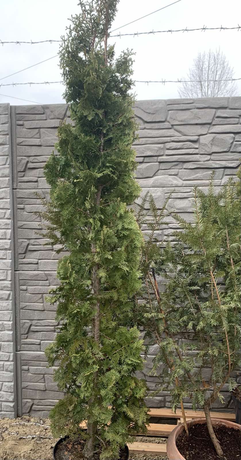 Thuja occidentalis 'Csiszár Spiralis' / Spiráltuja - Image 2
