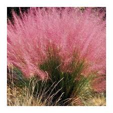 Muhlenbergia capillaris  / Vattacukorfű