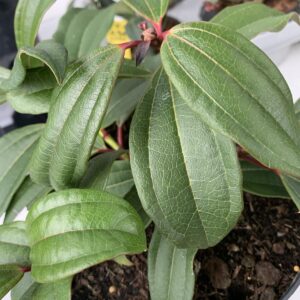 Viburnum davidii/ Törpe bangita