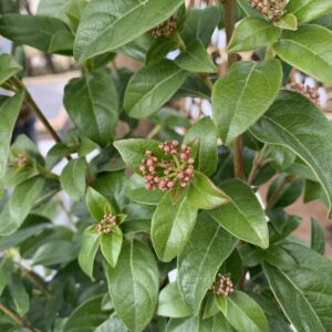 Viburnum tinus 'Eve Price' / Örökzöld bangita, téli bangita