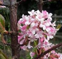 Viburnum x bodnantense 'Dawn' / Kikeleti bangita