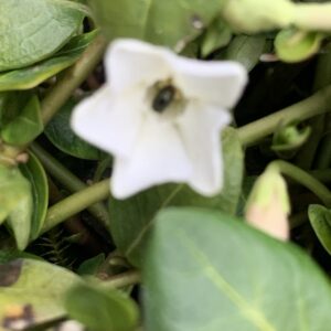 Vinca minor 'Alba' / Fehér virágú kis meténg