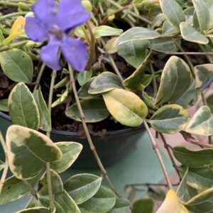 Vinca minor 'Aureovariegata' / Tarkalevelű kis meténg