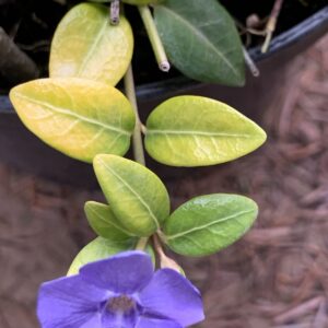 Vinca minor 'Marie' / Kis meténg