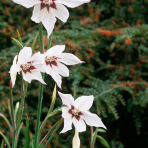 Gladiolus murielae / Abesszín kardvirág