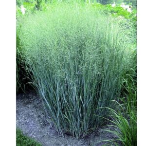 Panicum virgatum 'Heavy Metal' / Vesszős köles
