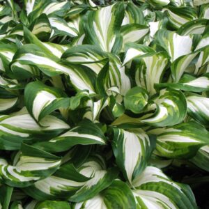 Hosta undulata ‘Mediovariegata’ / Árnyékliliom