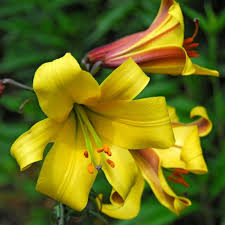 Lilium ' Golden Splendour' / Liliom
