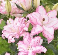 Lilium 'Roselily Anouska' / Keleti liliom