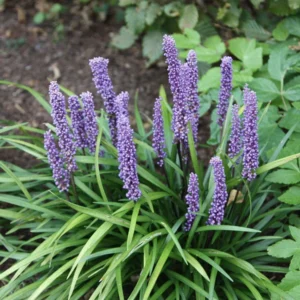 Liriope muscari / Gyöngyikés gyepliliom