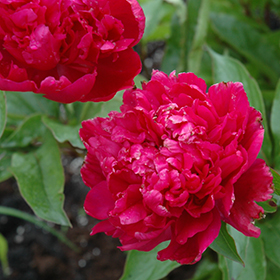 Paeonia lactiflora 'Big Ben' / lágyszárú bazsarózsa - Image 2