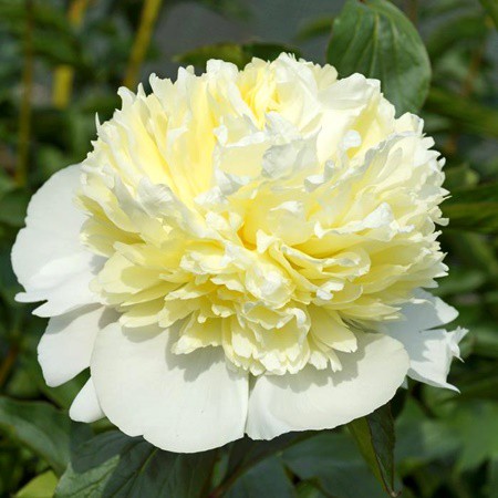 Paeonia lactiflora 'Laura dessert' / lágyszárú bazsarózsa - Image 2