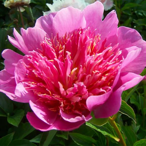 Paeonia lactiflora 'Heidi' / Lágyszárú bazsarózsa