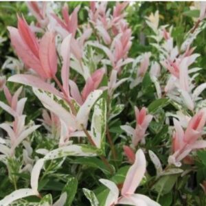 Salix integra 'Hakuro-Nishiki' / Tarkalevelű japán fűz