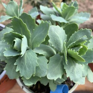 Sedum spectabile 'Herbstfreude' / Pompás varjúháj