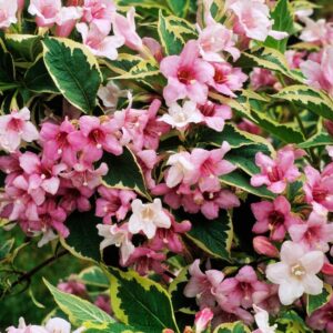 Weigela florida 'Nana Variegata' / Alacsony tarkalevelű rózsalonc