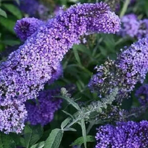 Buddleja davidii 'Reve papillon Blue' / Nyári orgona