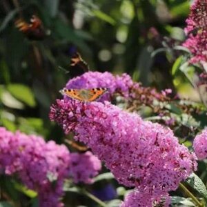 Buddleja davidii 'Reve papillon Pink' / Nyári orgona