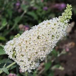 Buddleja davidii 'Reve papillon White' / Nyári orgona