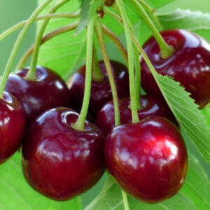 'Germensdorfi 3' cseresznye