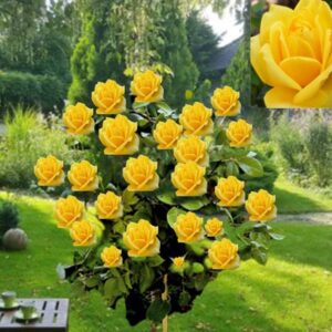 Rosa 'Golden parfume' / Magastörzsű rózsa