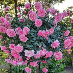 Rosa 'Rózsaszín csüngő' / Magastörzsű rózsa