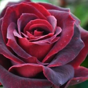 Rosa 'Mr Lincoln' / Tearózsa