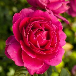 Rosa 'Passion' / Tearózsa