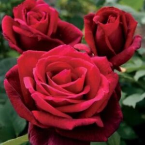 Rosa 'Paul's Scarlet' / Futórózsa