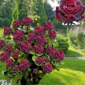 Rosa 'Poulmann' / Magastörzsű rózsa