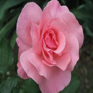 Rosa 'Queen of England' / Tearózsa