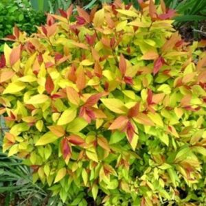 Spirea japonica 'Golden Prinzess' / Aranylevelű japán gyöngyvessző