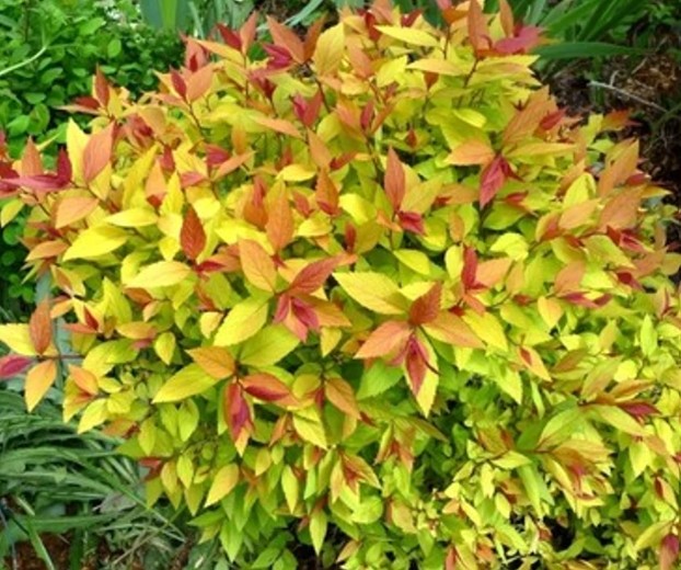 Spirea japonica 'Golden Prinzess' / Aranylevelű japán gyöngyvessző