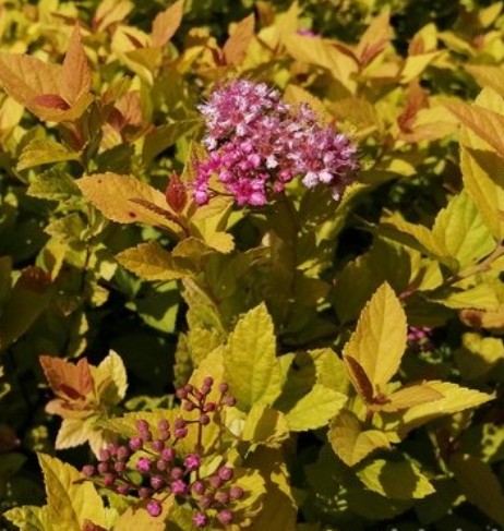 Spirea japonica 'Golden Prinzess' / Aranylevelű japán gyöngyvessző - Image 2