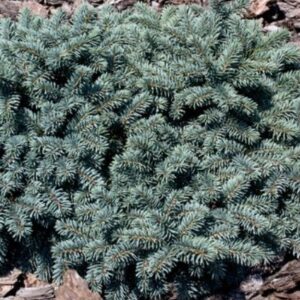 Picea pungens 'Waldbrunn' / Törpe ezüstfenyő