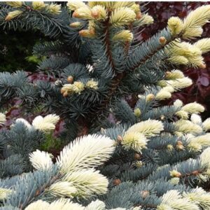 Picea pungens 'Bialobok' / Törpe ezüstfenyő