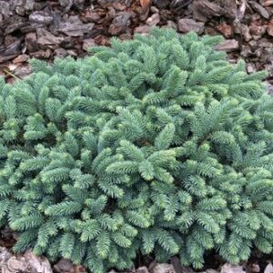 Picea pungens 'Ökrös' / Törpe ezüstfenyő