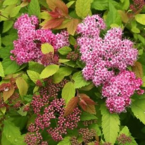 Spirea japonica 'Double BIG BANG' / Japán gyöngyvessző