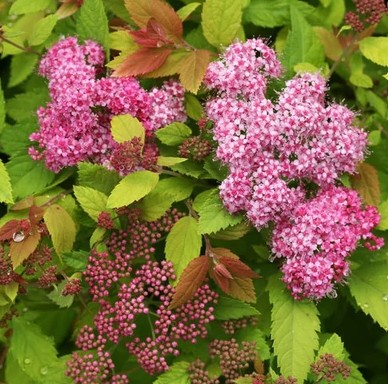 Spirea japonica 'Double BIG BANG' / Japán gyöngyvessző