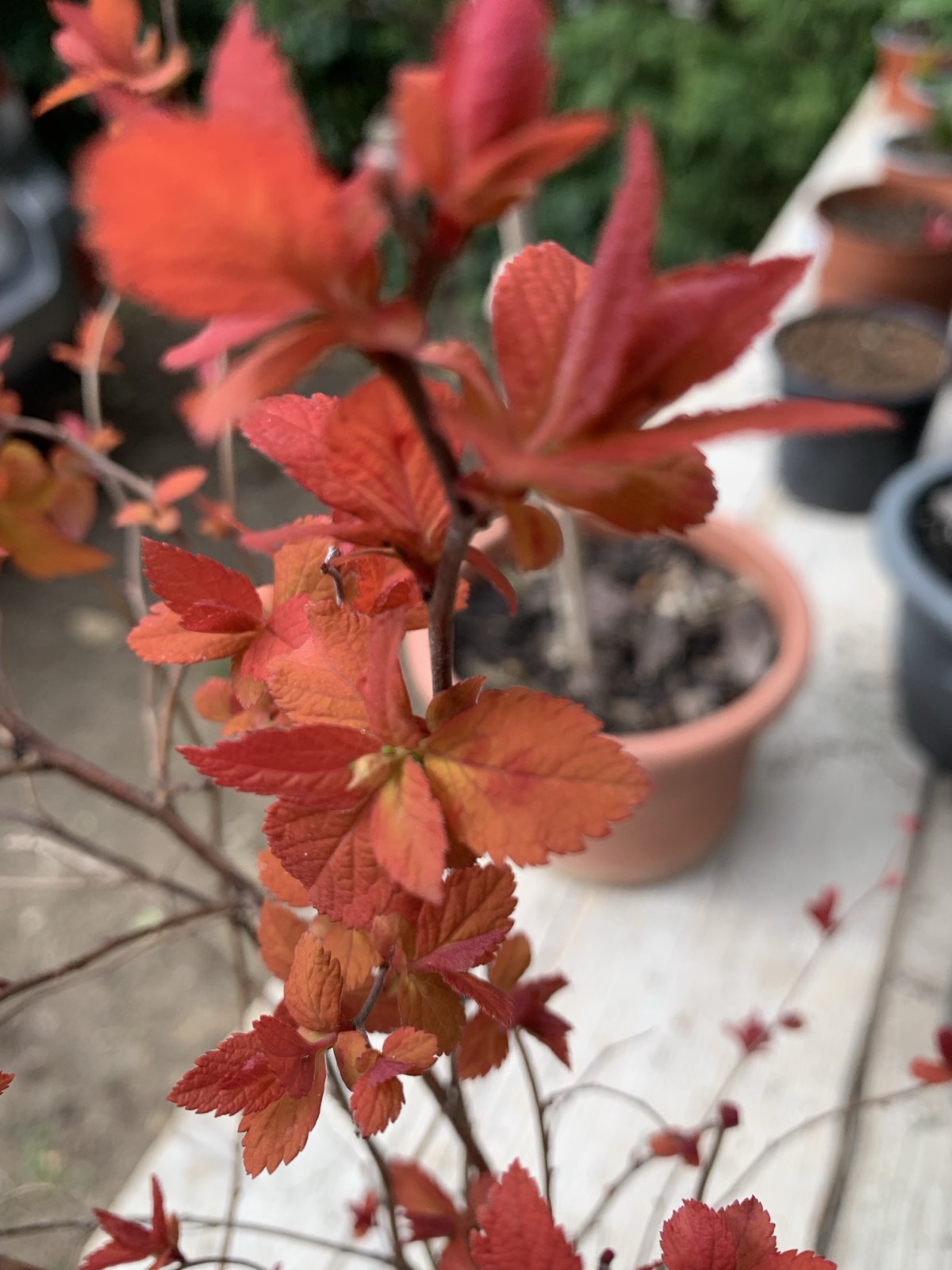 Spirea japonica 'Double BIG BANG' / Japán gyöngyvessző - Image 2