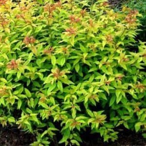 Spirea japonica 'Goldflame' / Japán gyöngyvessző
