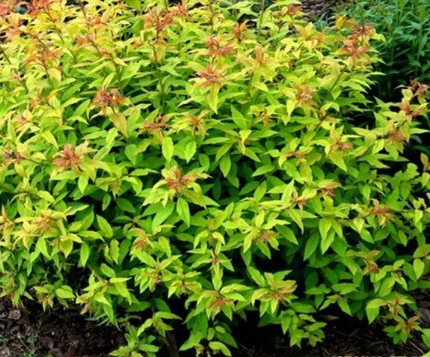 Spirea japonica 'Goldflame' / Japán gyöngyvessző
